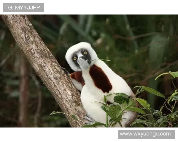 天下足球搞笑瞬间大盘点笑翻全场的趣事与搞怪瞬间合集 天下足球搞笑瞬间大盘点笑翻全场的趣事与搞怪瞬间合集